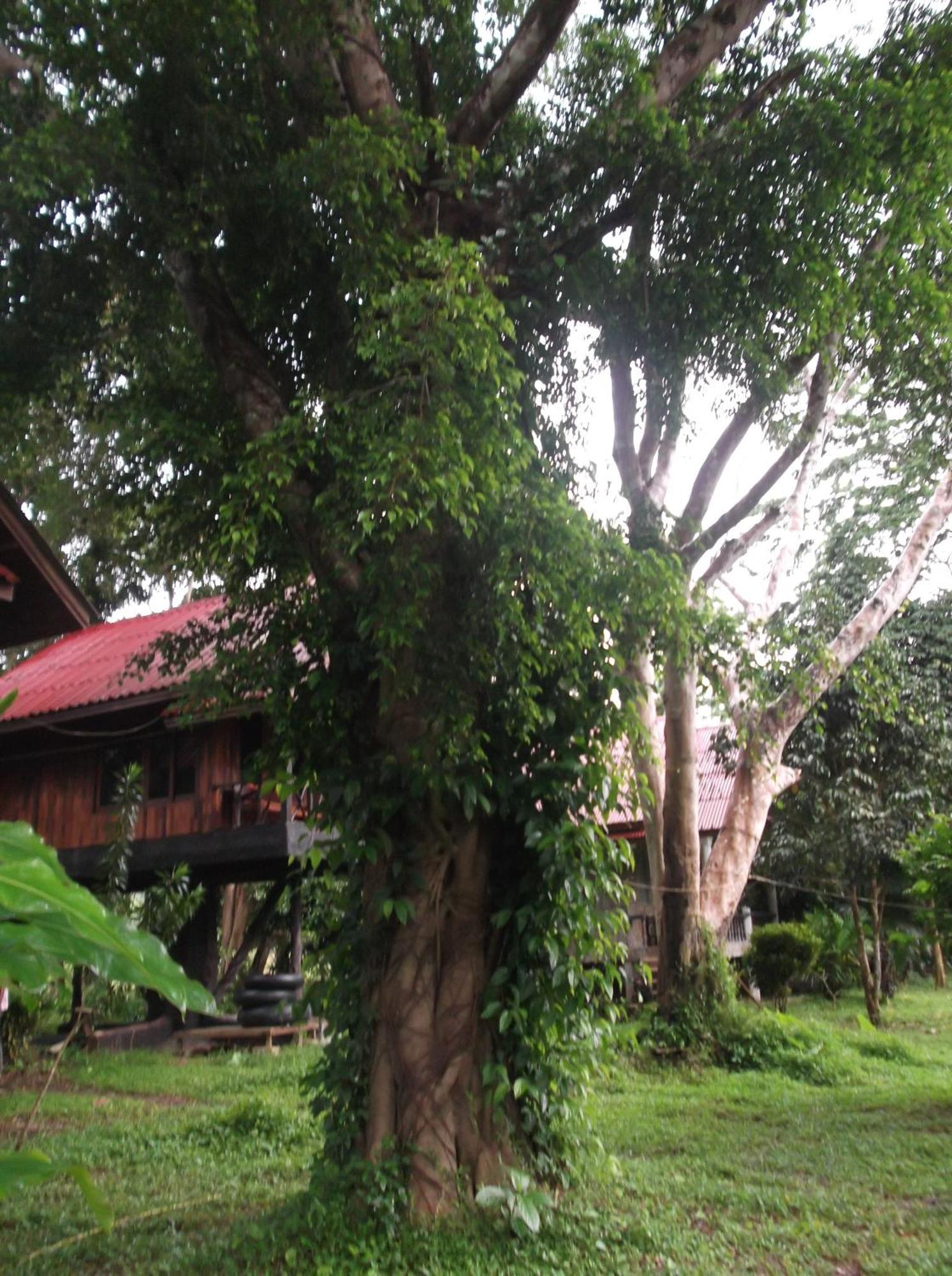 Hotel Bamboo House Khao Sok National Park Zewnętrze zdjęcie